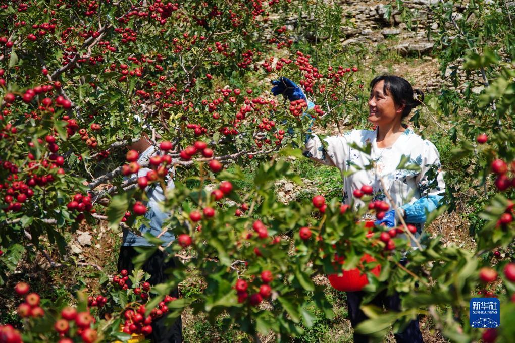 菠菜视频下载最新
